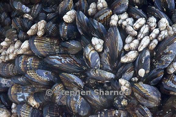 mussels 4 graphic